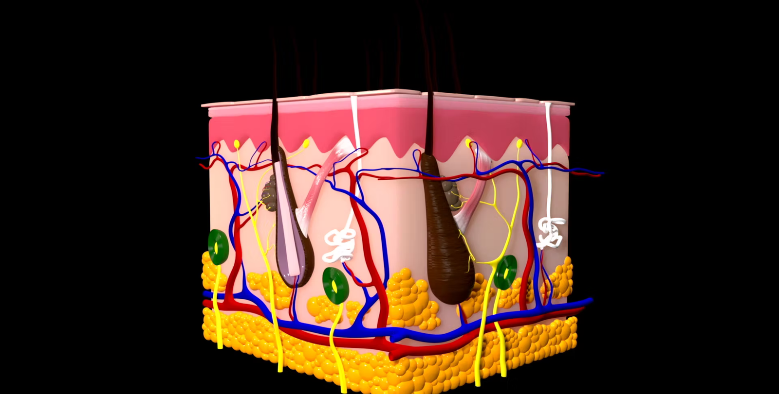 Skin structure used in aesthetic dermatology planning